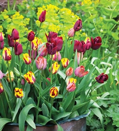 Spring is coming!